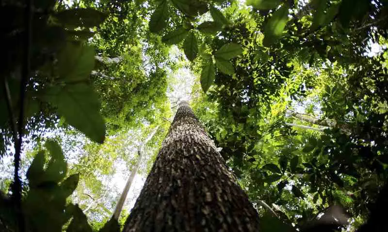 floresta amazonica.jpg