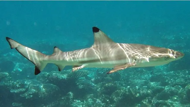 640px Carcharhinus melanopterus mirihi.jpg