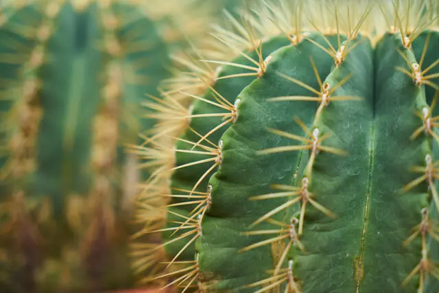 caatinga 2.jpg