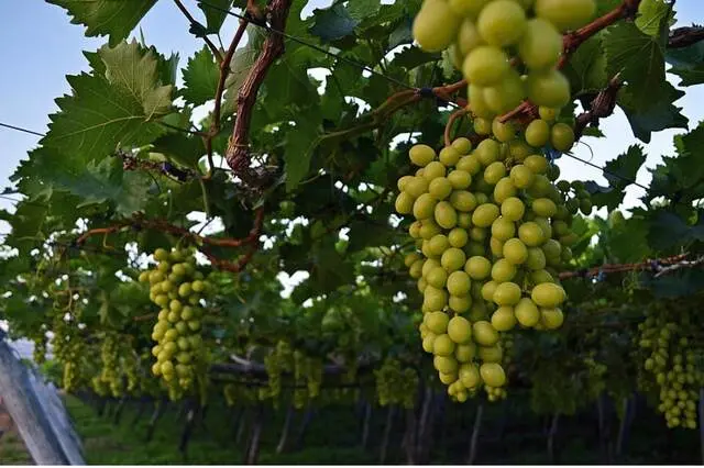 PETROLINA UVAS.jpg