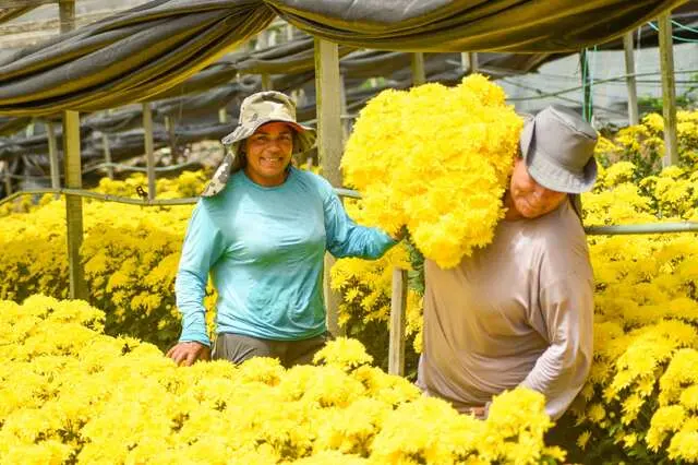 plantio de flores.jpg