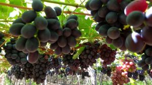 uvas petrolina vale