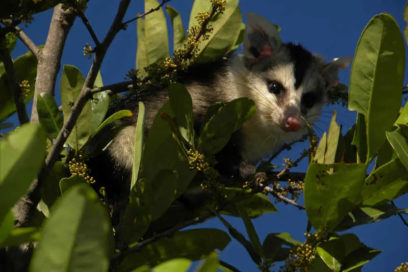Mudanças climáticas podem extinguir 90% dos mamíferos da Caatinga 7 gamba de orelha branca.jpg