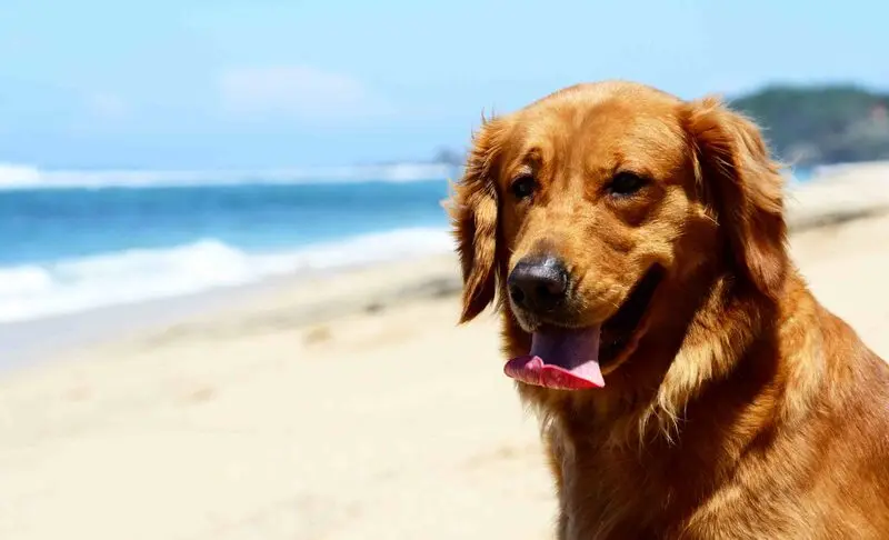 calor pets 2.jpg