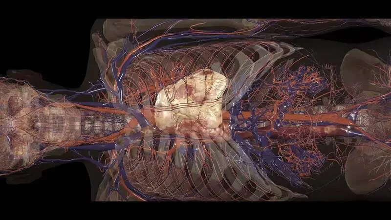 anatomage.jpg
