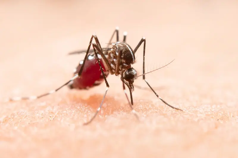 mosquito dengue.jpg