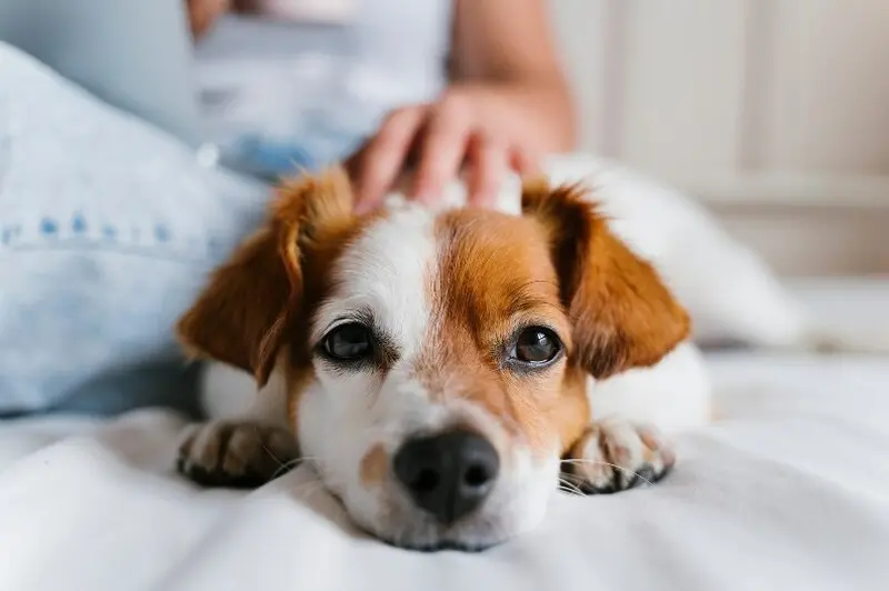 pet cachorro.jpg