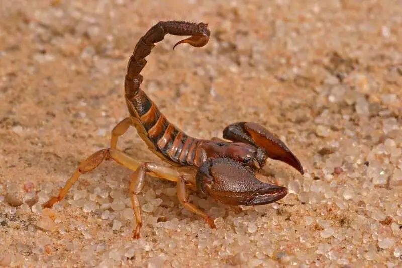 Escorpiao Amarelo .jpg