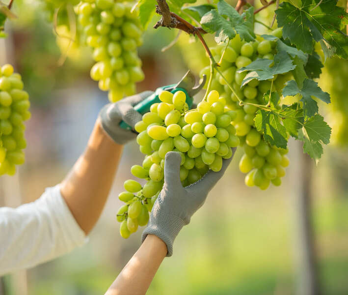 uva videira plantacao agro agronomia