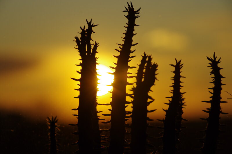 caatinga