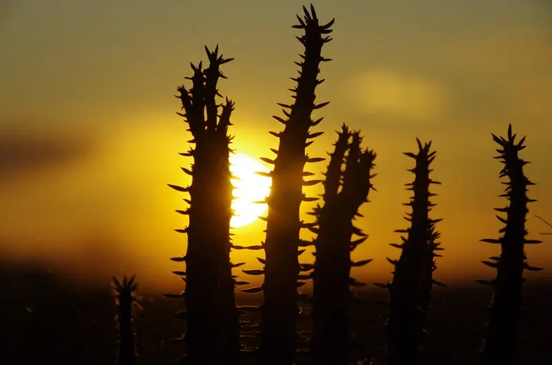 caatinga.jpg