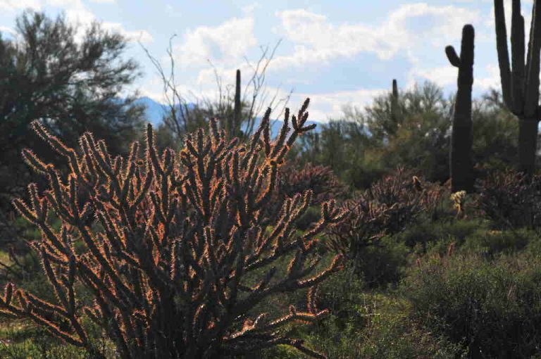 caatinga ne