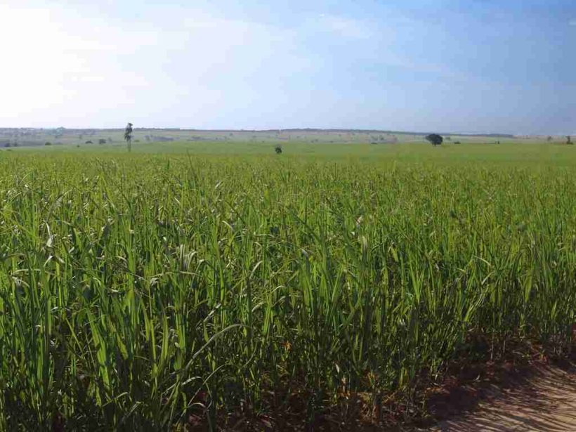 Culltura cana de acucar REFON