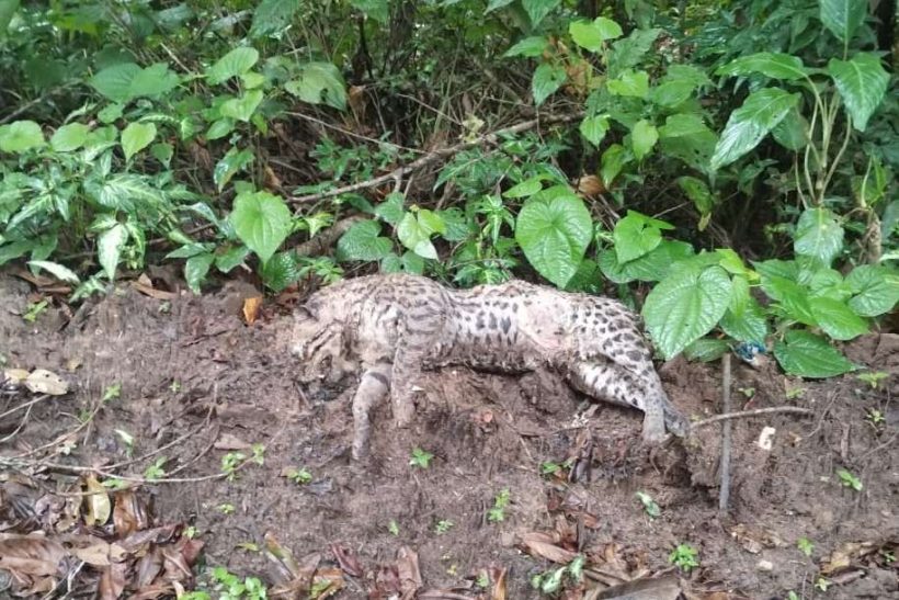 Jaguatirica