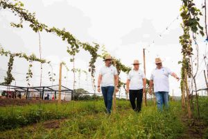 O arquiteto Sandro Guedes o empresario Guilherme Guerra e o enologo Paulo Laureano no vinhedo em Gravata CREDITO Carlos Souza