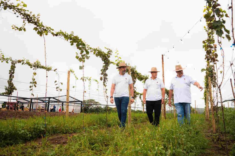 O arquiteto Sandro Guedes o empresario Guilherme Guerra e o enologo Paulo Laureano no vinhedo em Gravata CREDITO Carlos Souza