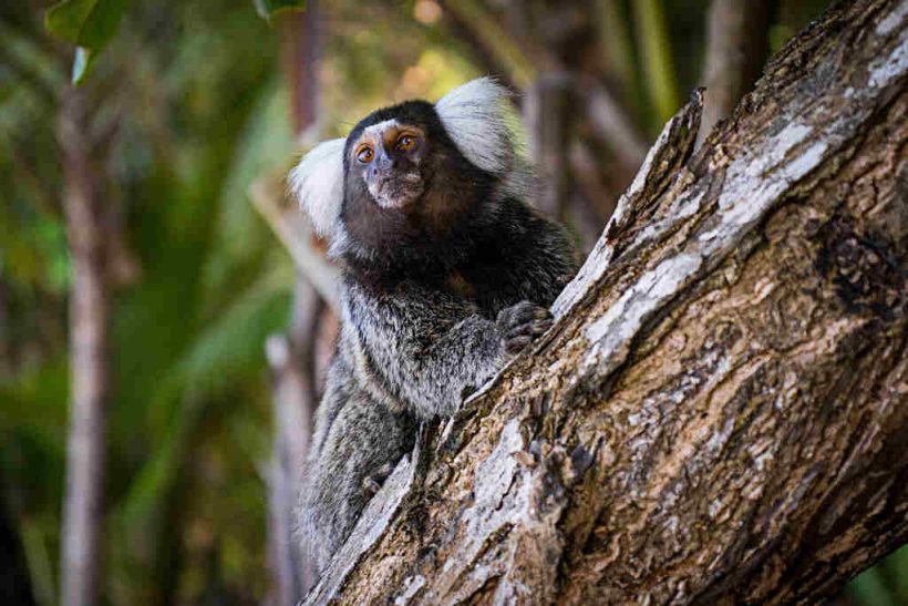 SAGUI.MACACO