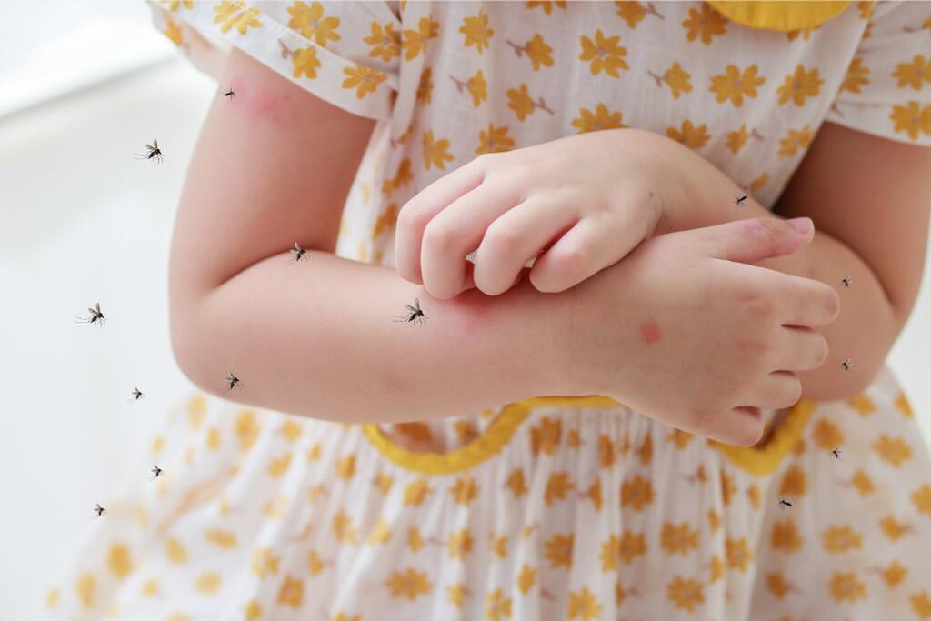 Mosquitos canva