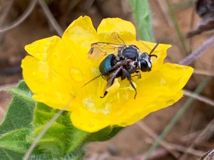 abelha caatiginga