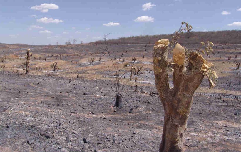 desmatamento da caatinga embrapa