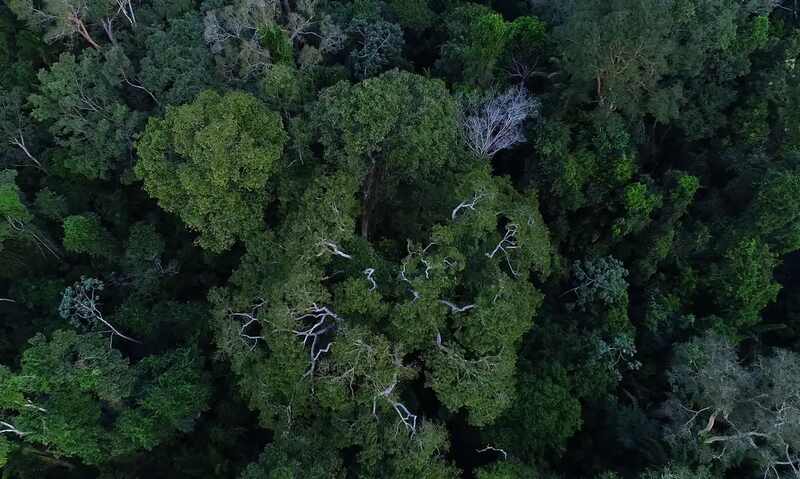 floresta amazonica vista de cima