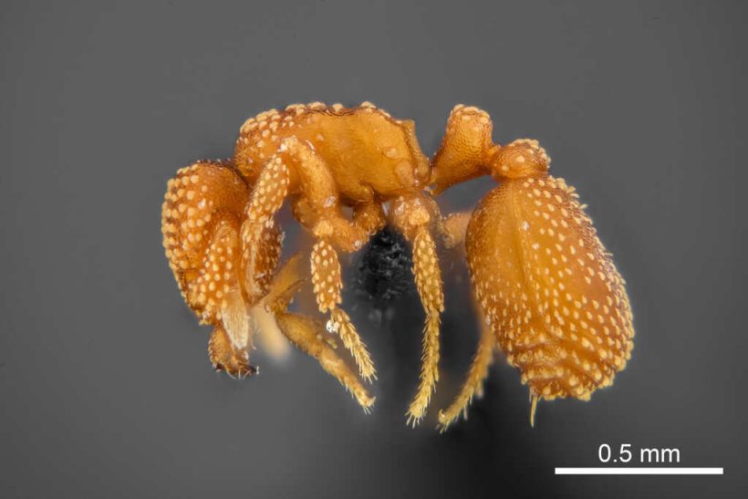 Eurhopalothrix oxente 2 Easy Resize.com