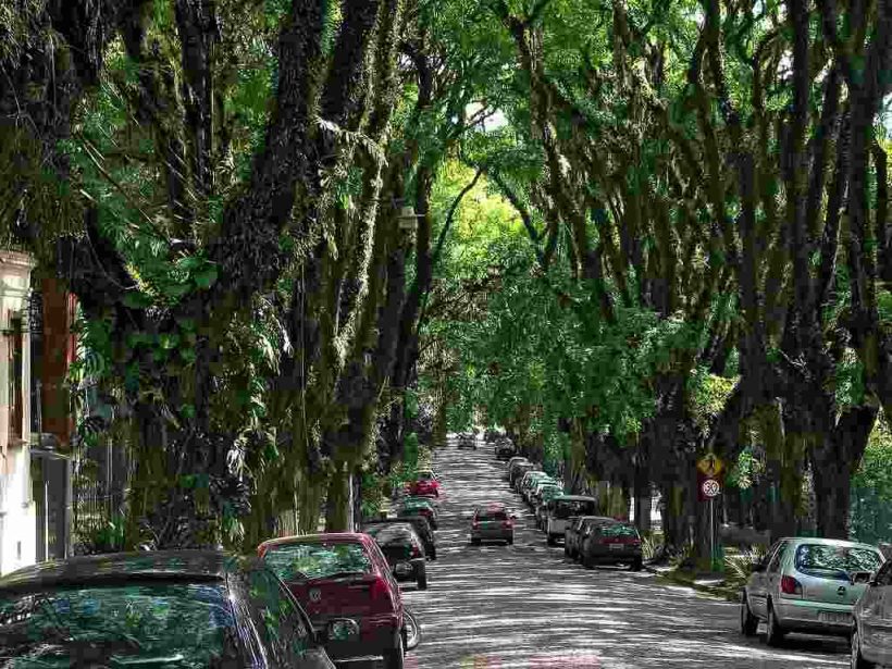 rua arborizada