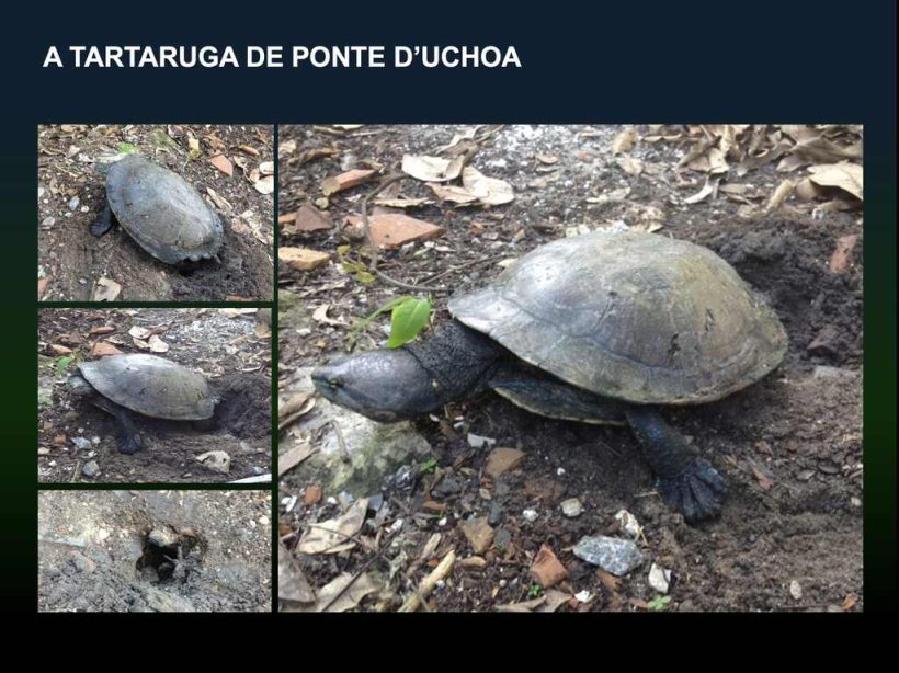 TARTARUGA
