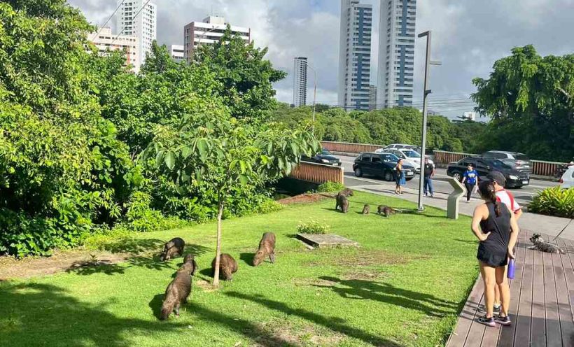 capivaras parque gracas