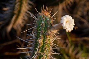 InovaCaatinga SebraePE CreditoAdobeStockFotos