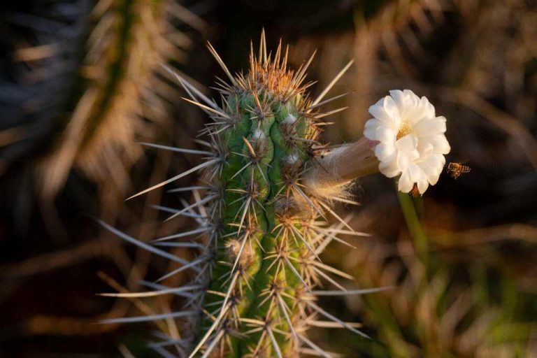 InovaCaatinga SebraePE CreditoAdobeStockFotos