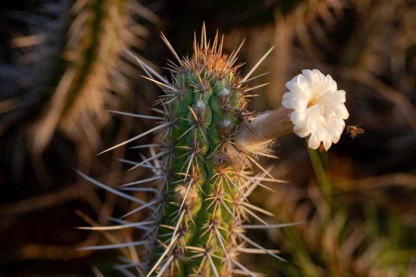 InovaCaatinga SebraePE CreditoAdobeStockFotos