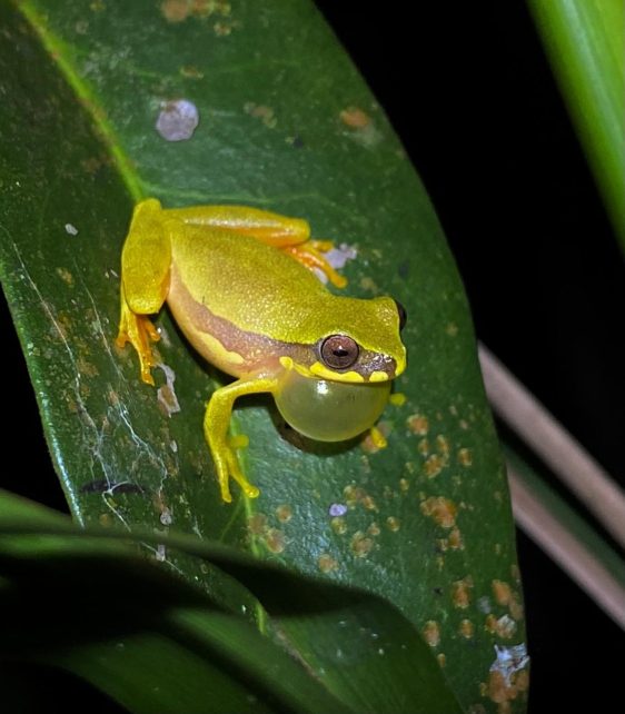 Dendropsophus studerae2 Easy Resize.com
