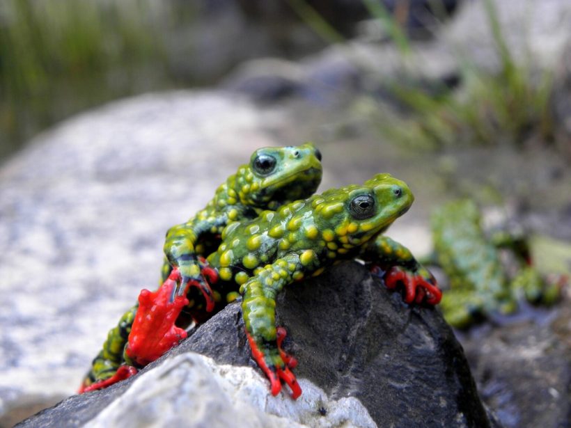 Melanophryniscus admirabilis Michelle Abadie 1 Easy Resize.com