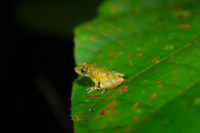 Ololygon paulofreirei 1 Easy Resize.com