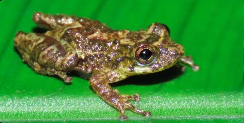 Ololygon paulofreirei