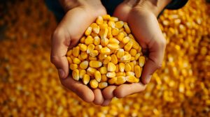 milho graos agricultura