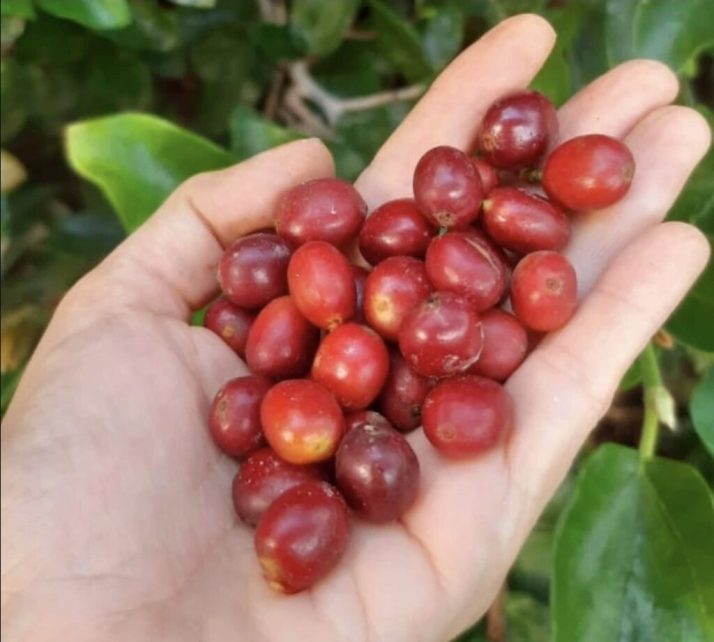 cafe flor do Agreste