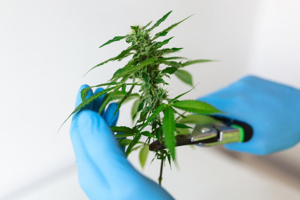 cannabis pesquisa