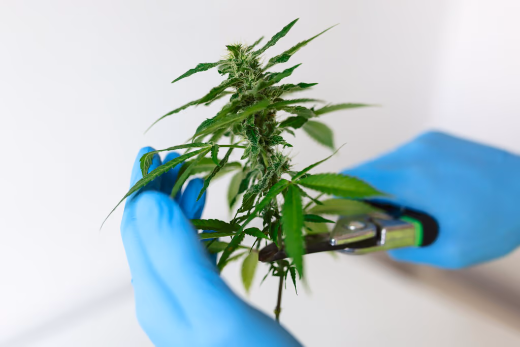 cannabis pesquisa.jpg
