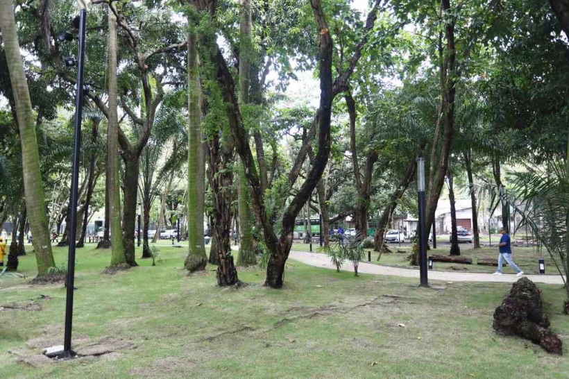 Recife usa tecnologia para avaliar árvores e prevenir riscos 1 foto arvore hs2