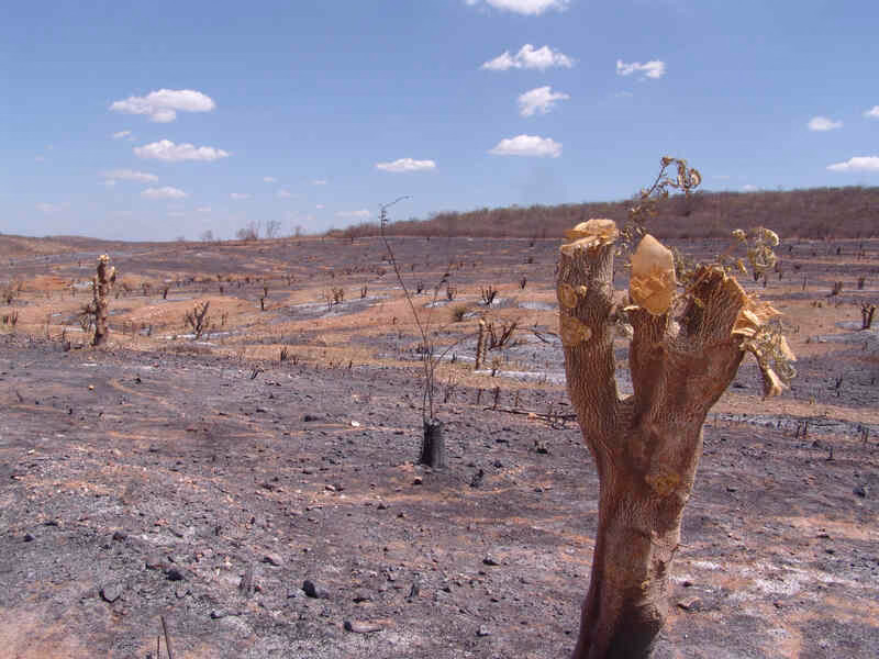 queimada na caatinga